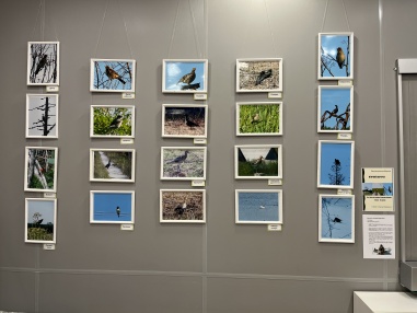 9 марта в Яренской библиотеке открылась фотовыставка Геннадия Волкова «Птичий портрет», посвященная птицам, обитающим на территории Ленского района. Выставка приурочена к Году экологии в Архангельской области.<br />
